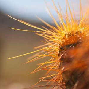 Picsum ID: 35 Pro Camera