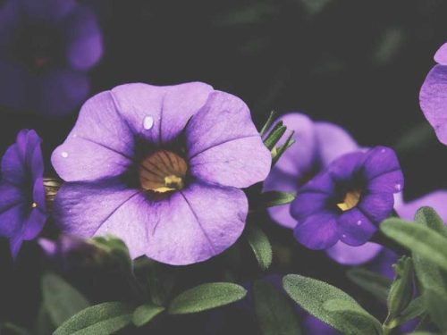 Picsum ID: 152 Nova Desk