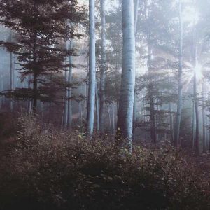 Picsum ID: 877 Pro Camera